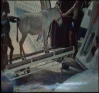 Missionary Donkeys