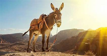 Donkeys on Trek